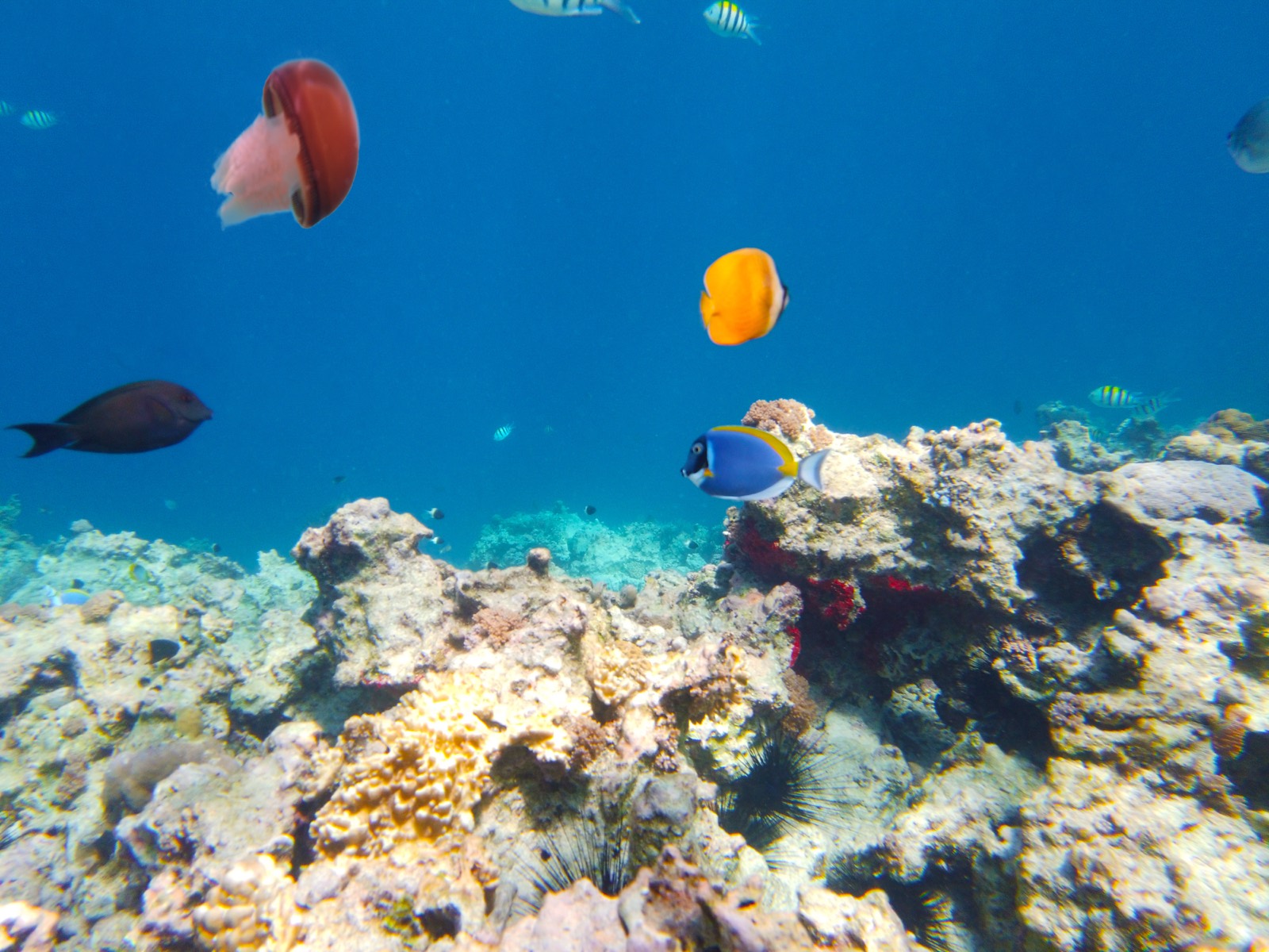 Reef fish while snorkelling in front of Matlai, Michamvi Pingwe